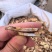 苍术关苍术朱砂点苍术含量高炒苍术无硫熏农副产品