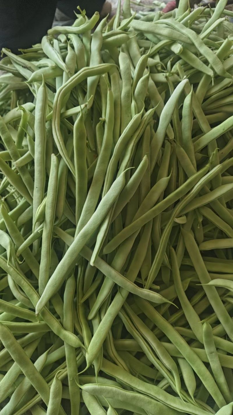白豆