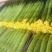 鲜花丝瓜