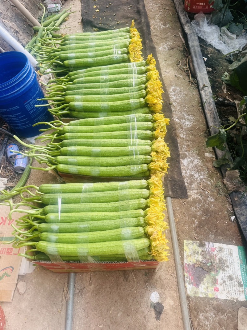 鲜花丝瓜