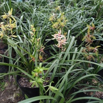矮蕙兰3至4年熟草开花浓香九节兰老品种易成活好管理