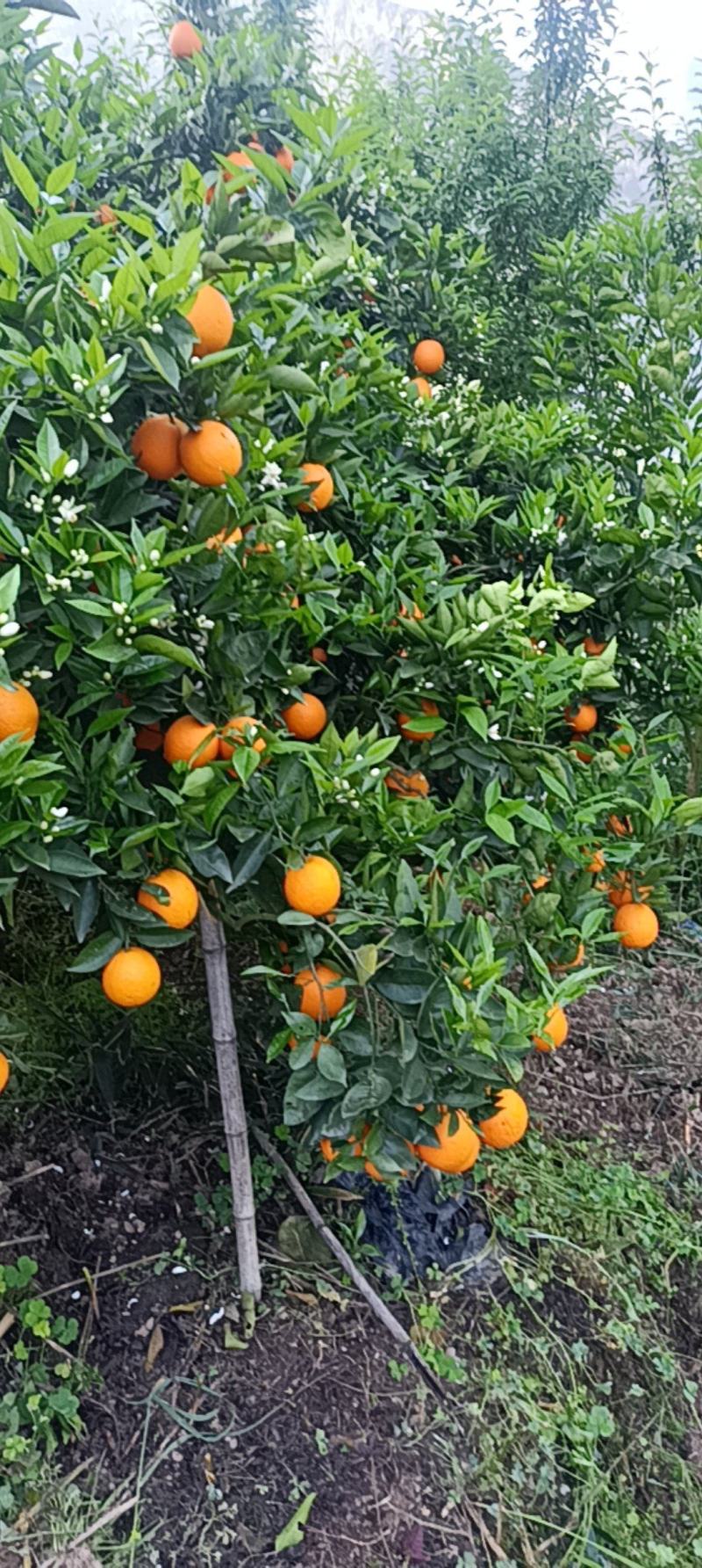 自己家夏橙