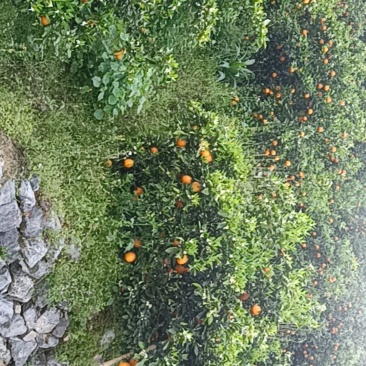 自己家夏橙