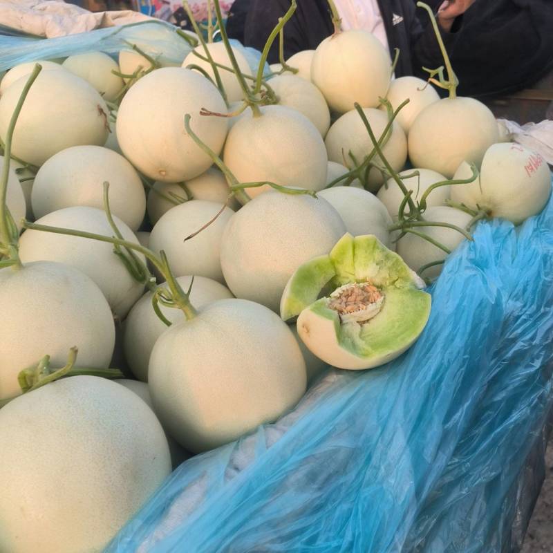 山东玉姑甜瓜大量上市，甜度15个以上，产地直供