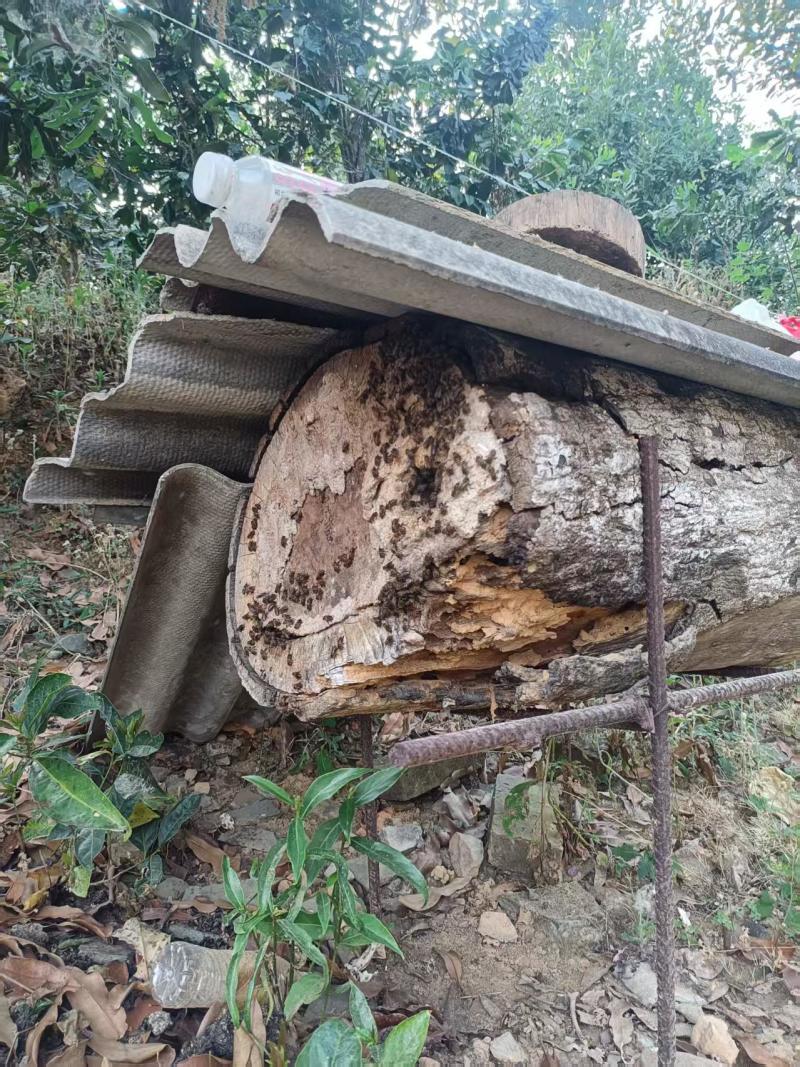 云南边境土蜂蜜农家自产