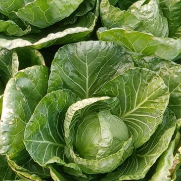 甘蓝大量出售
