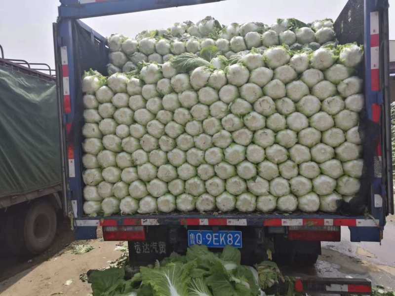 山东黄心白菜质量保证，价格合理，可代发全国！