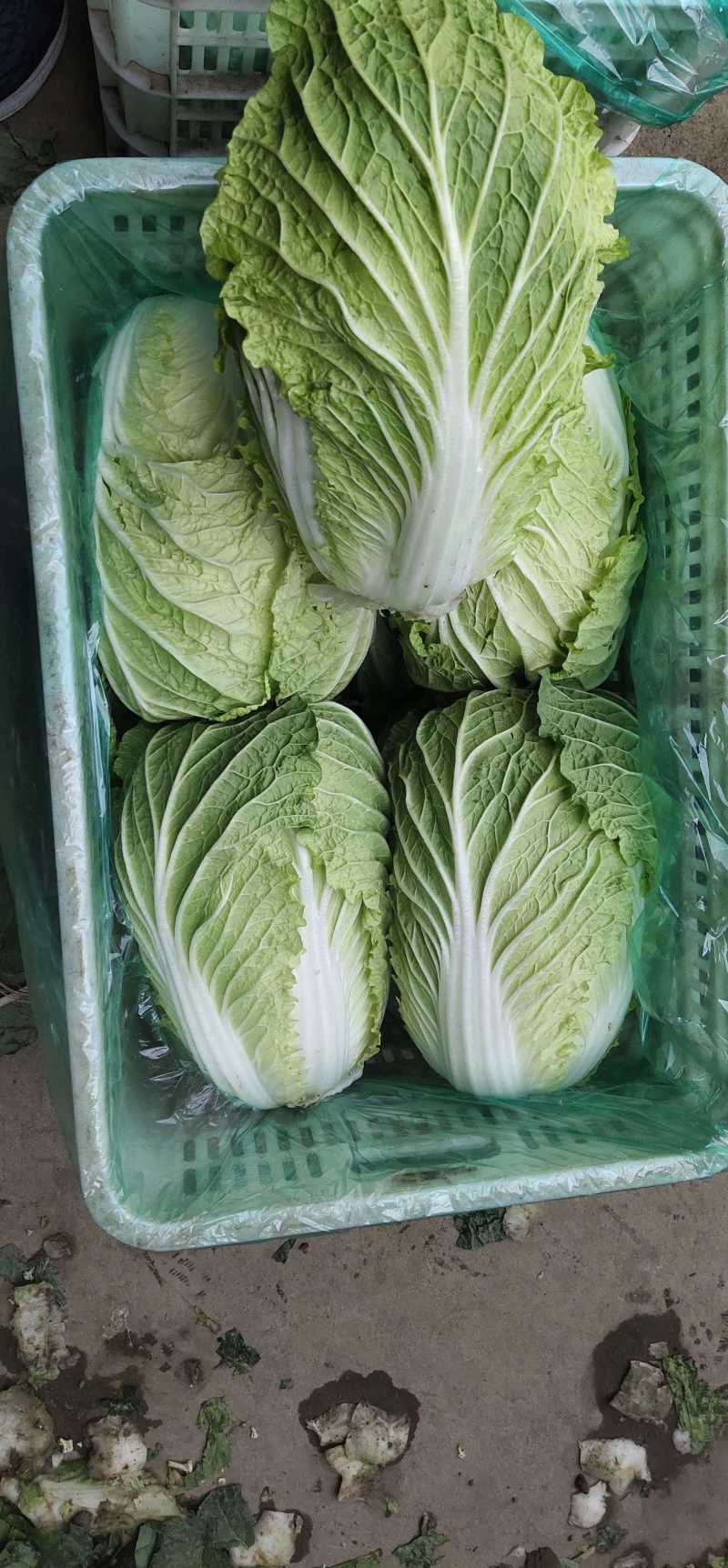 山东黄心白菜质量保证，价格合理，可代发全国！