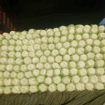 山东黄心白菜质量保证，价格合理，可代发全国！