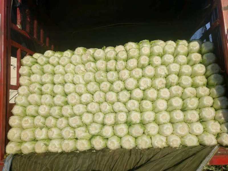 山东黄心白菜质量保证，价格合理，可代发全国！