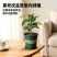 黑老虎盆景室内布福娜盆栽绿植四季常青好养可结果