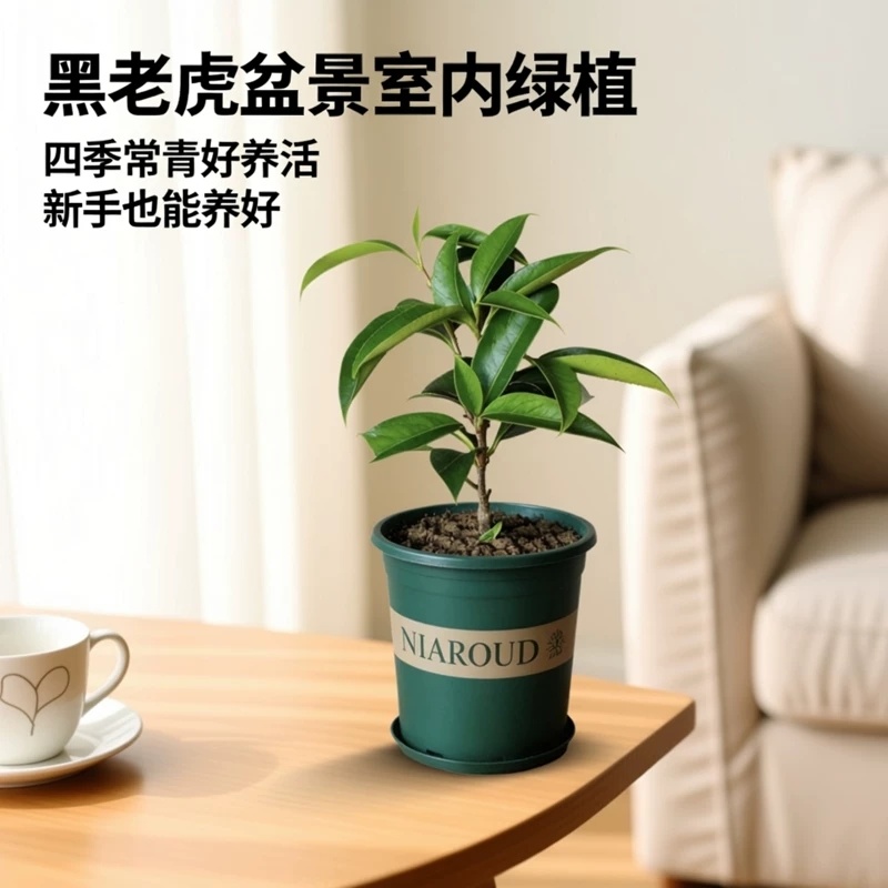 黑老虎盆景室内布福娜盆栽绿植四季常青好养可结果
