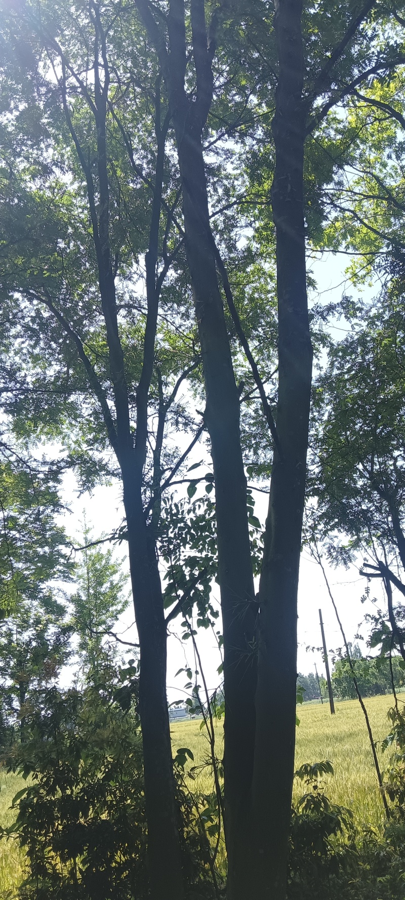 皂角树