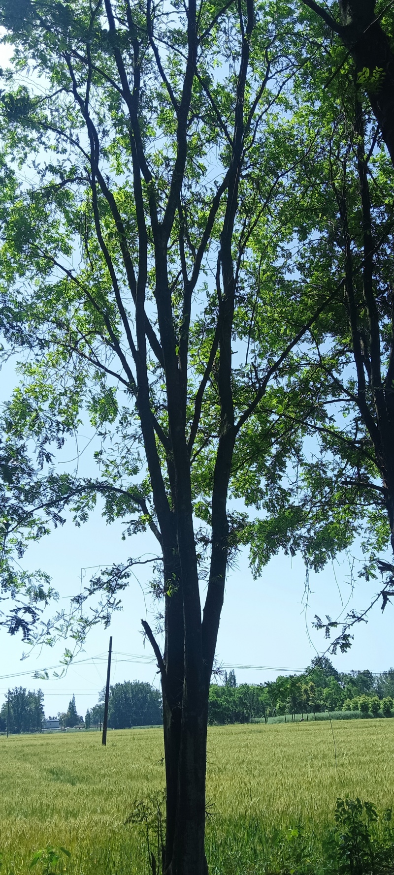 皂角树