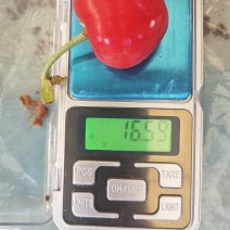 冠县暖棚大樱桃