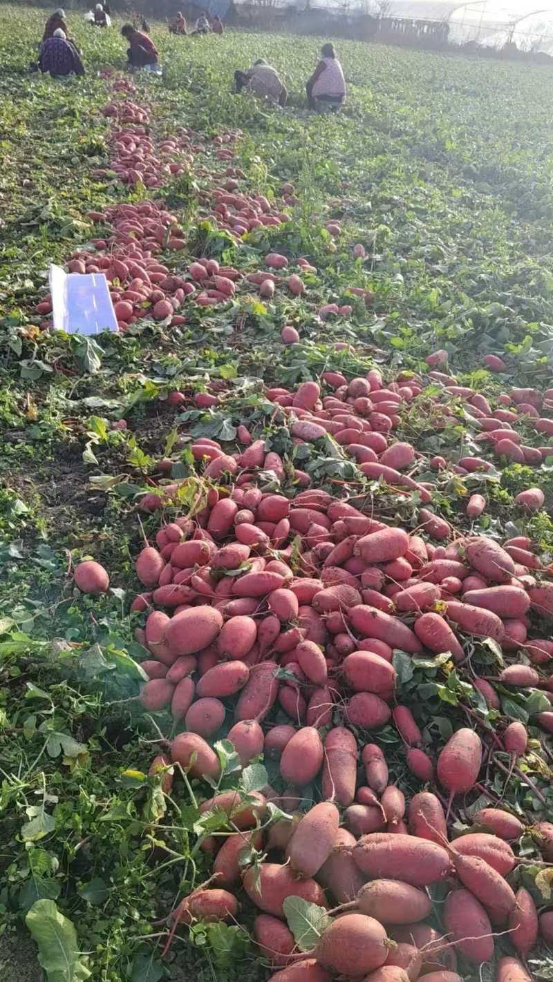 安徽精品红皮萝卜一手货源量大从优可视频看货