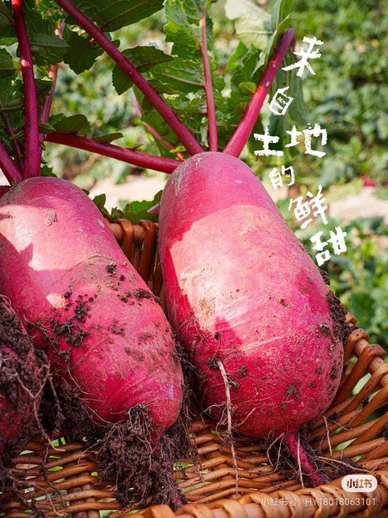 安徽精品红皮萝卜一手货源量大从优可视频看货