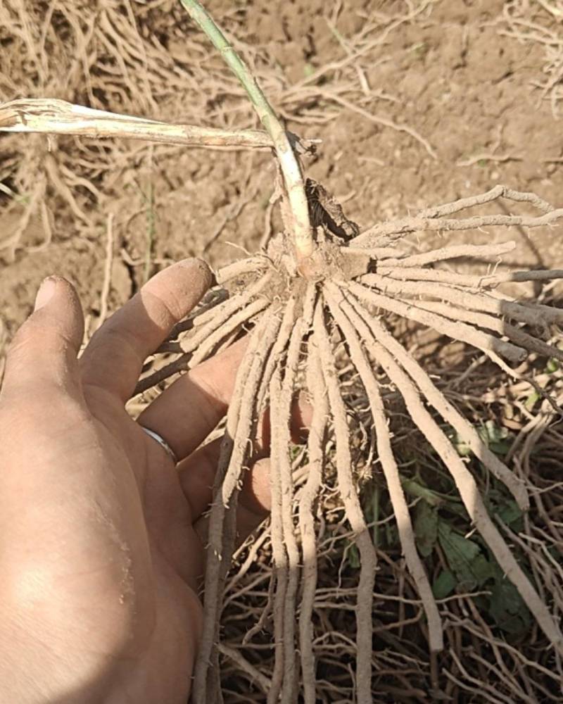 精品芦笋苗8个根以上，电商苗，金蝉苗，