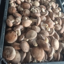 光面菇，价格美丽，量大从优，支持视频看货