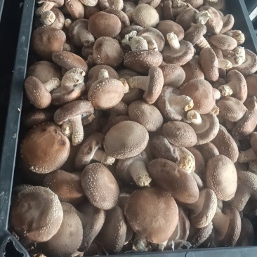 光面菇，价格美丽，量大从优，支持视频看货