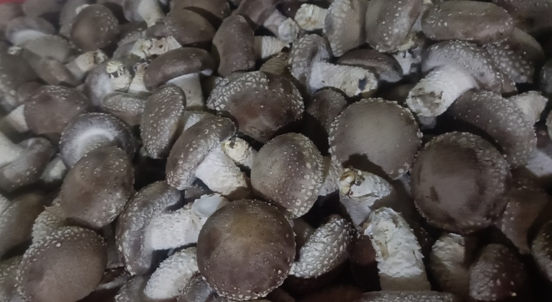 光面菇，价格美丽，量大从优，支持视频看货