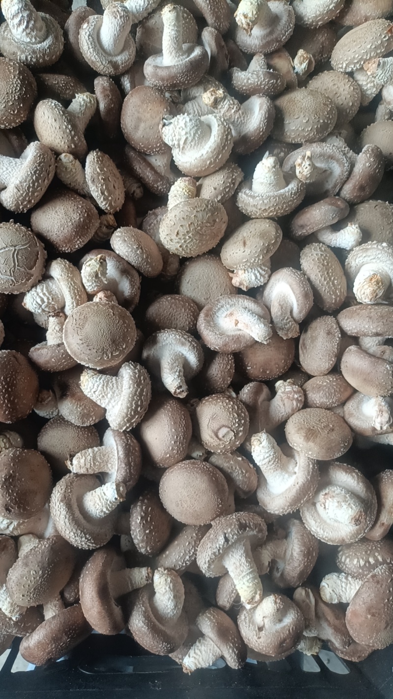光面菇，价格美丽，量大从优，支持视频看货