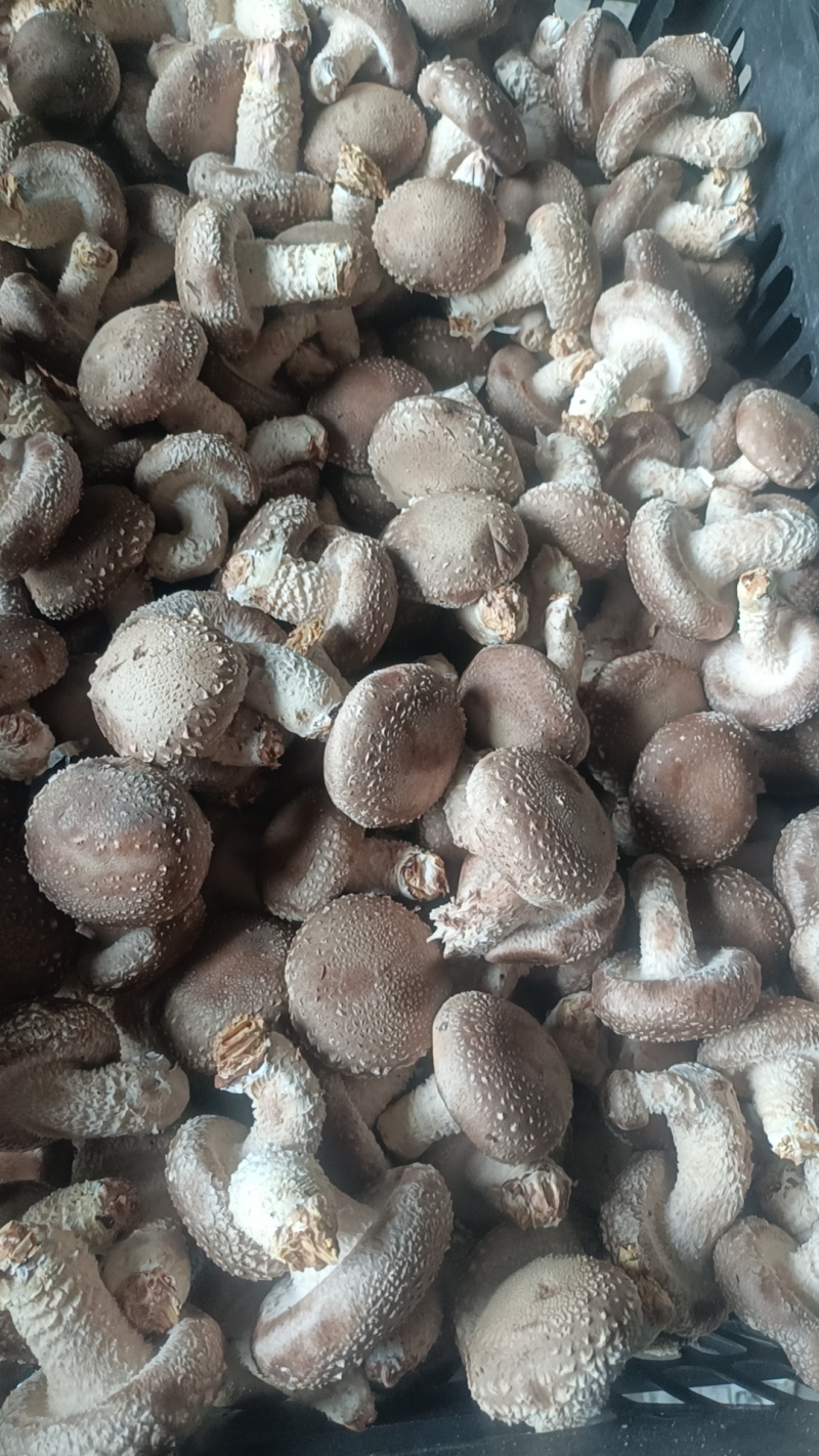 光面菇，价格美丽，量大从优，支持视频看货