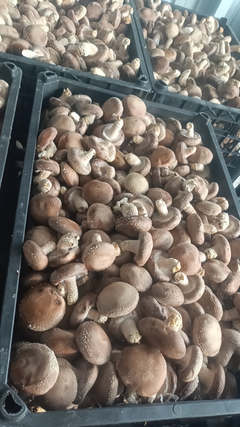 光面菇，价格美丽，量大从优，支持视频看货