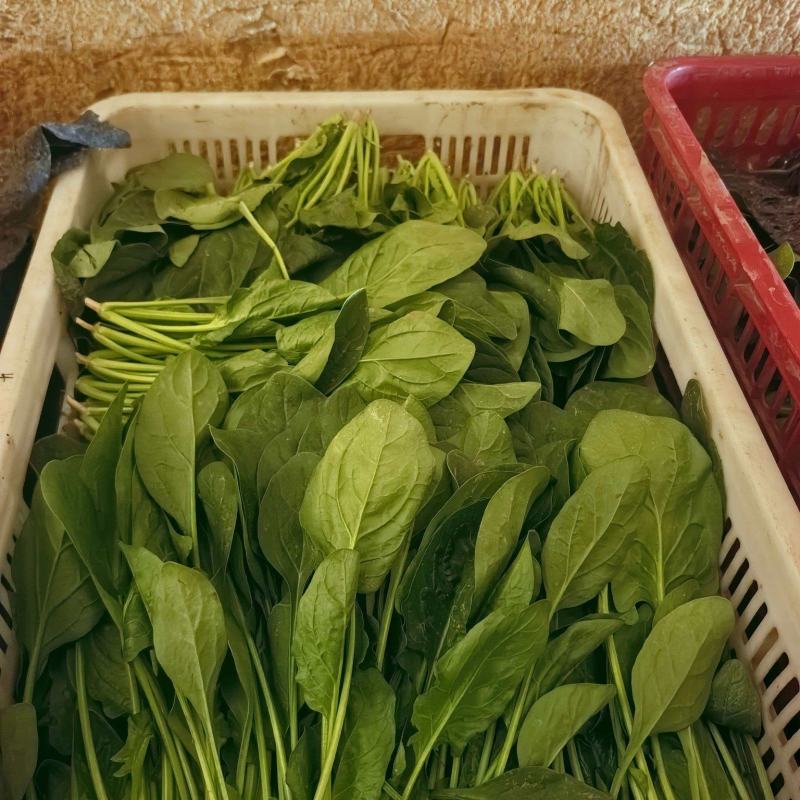 精品菠菜大叶菠菜对接可视频看货规格多样协助装车