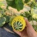 陕西大荔博洋九甜瓜上市产地一手货源量大价优欢迎随时联系