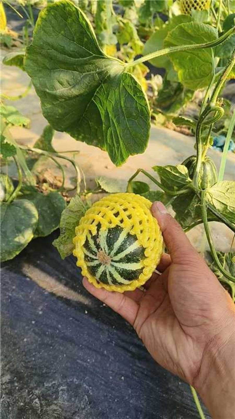 陕西大荔博洋九甜瓜上市产地一手货源量大价优欢迎随时联系