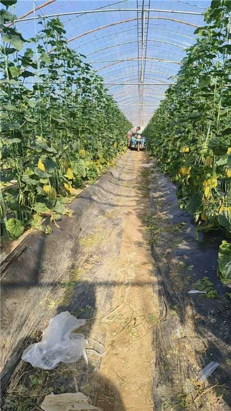 陕西大荔博洋九甜瓜上市产地一手货源量大价优欢迎随时联系