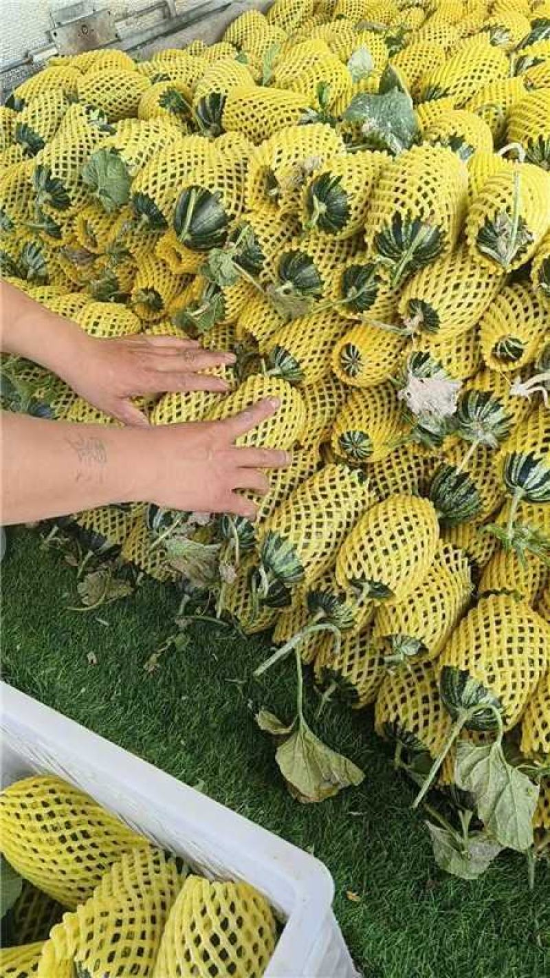 陕西大荔博洋九甜瓜上市产地一手货源量大价优欢迎随时联系