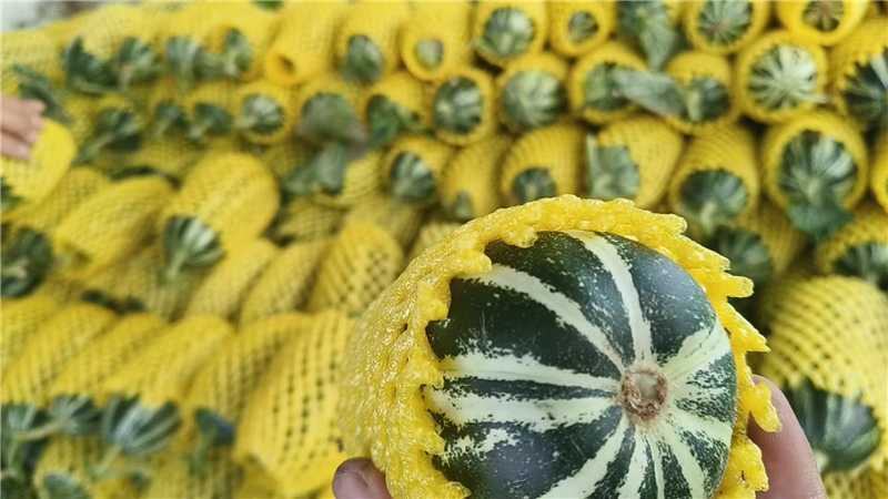 陕西大荔博洋九甜瓜上市产地一手货源量大价优欢迎随时联系