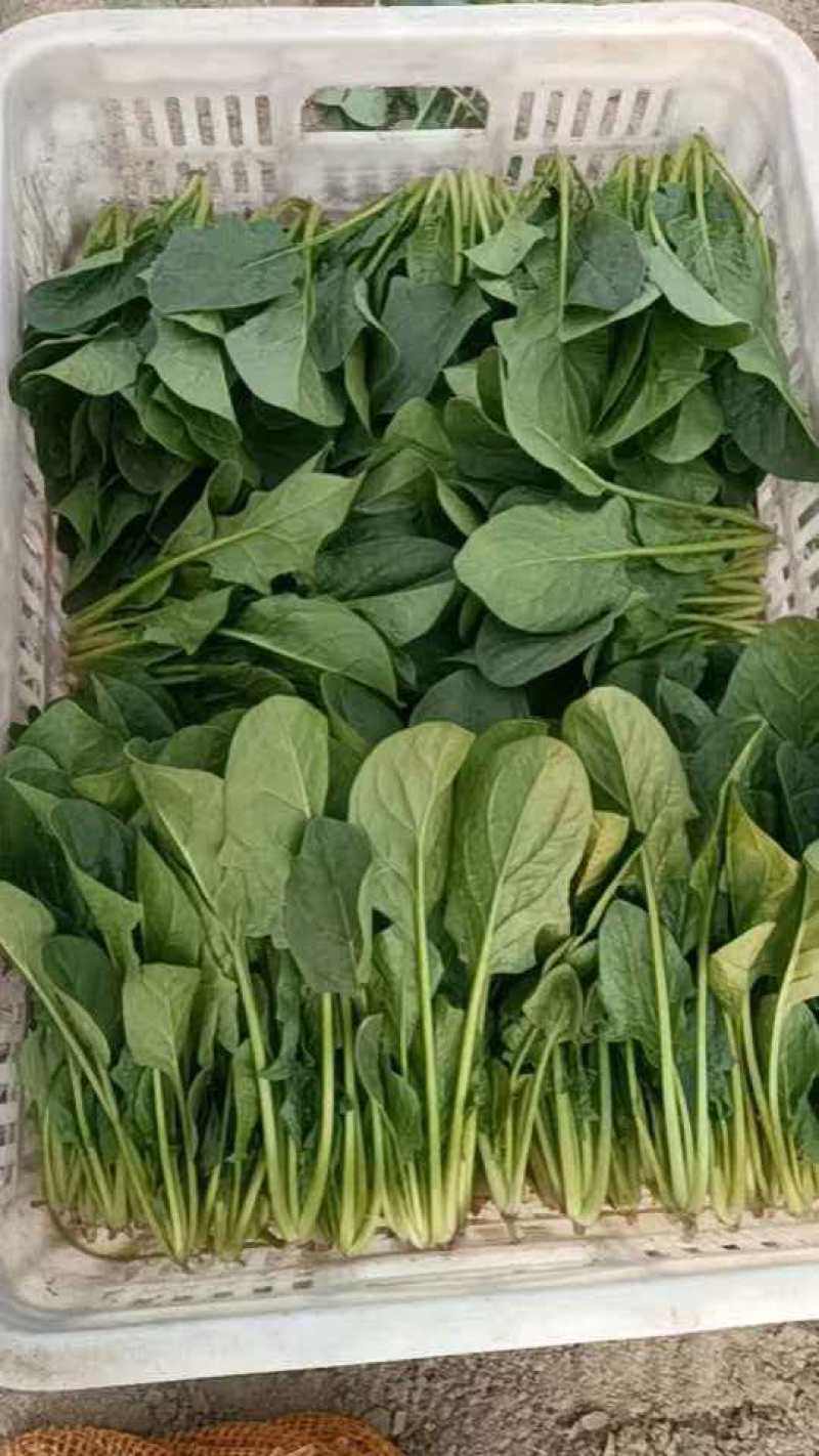 【热卖】大叶菠菜直供加商超档口产地一手货源按需包装