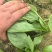 【热卖】大叶菠菜直供加商超档口产地一手货源按需包装