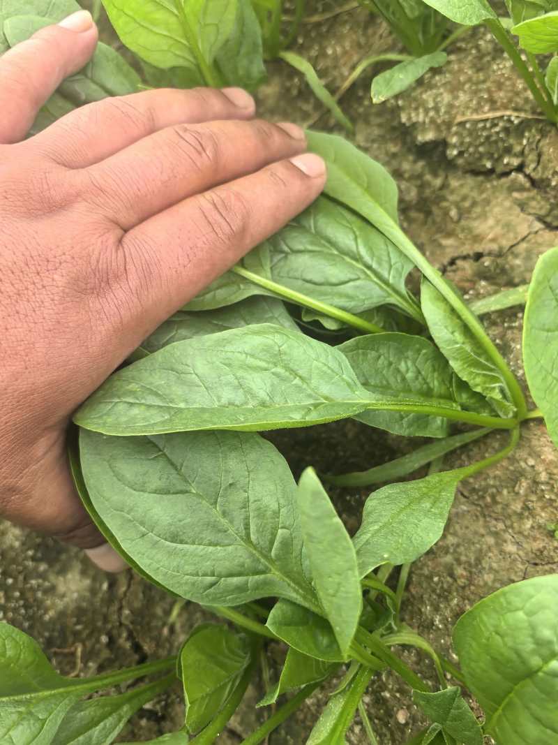 【热卖】大叶菠菜直供加商超档口产地一手货源按需包装