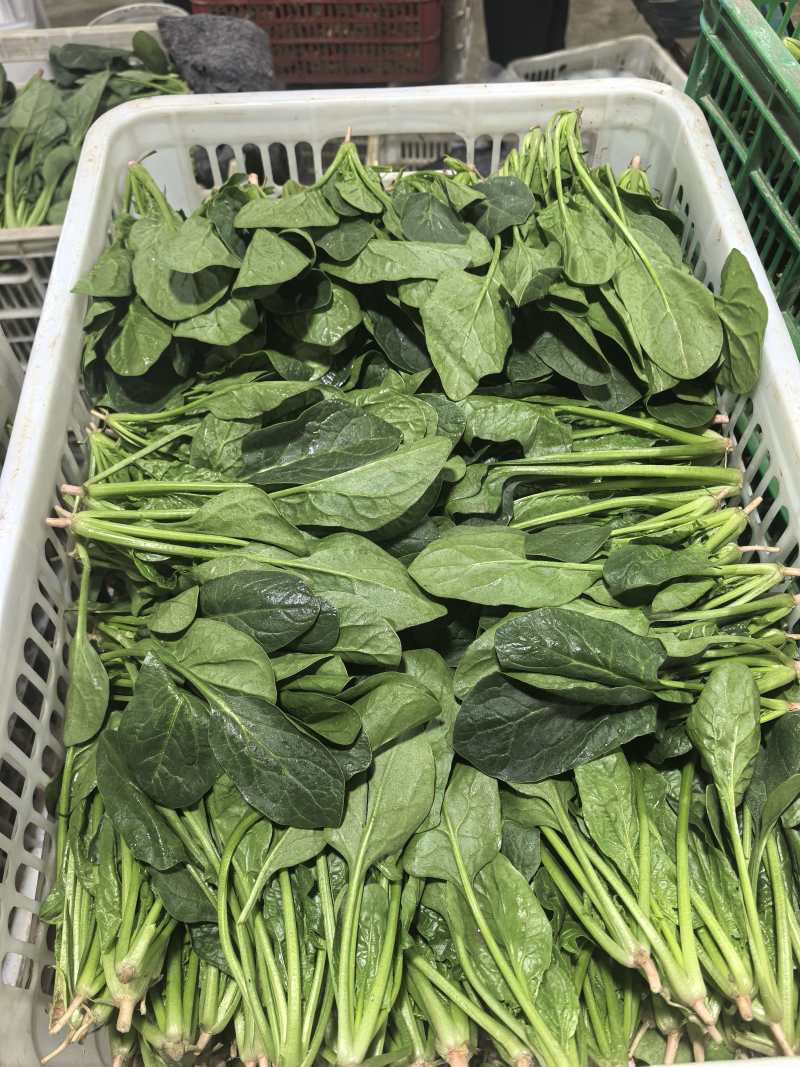 【热卖】大叶菠菜直供加商超档口产地一手货源按需包装