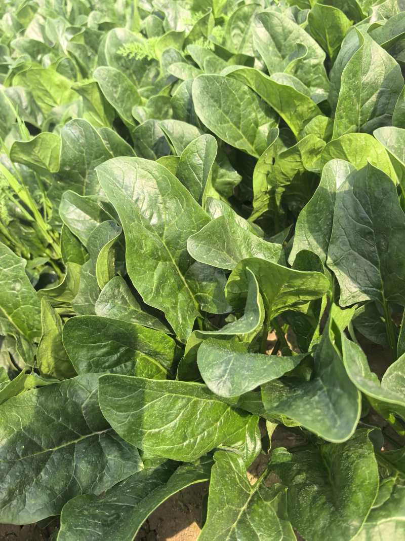 【热卖】大叶菠菜直供加商超档口产地一手货源按需包装