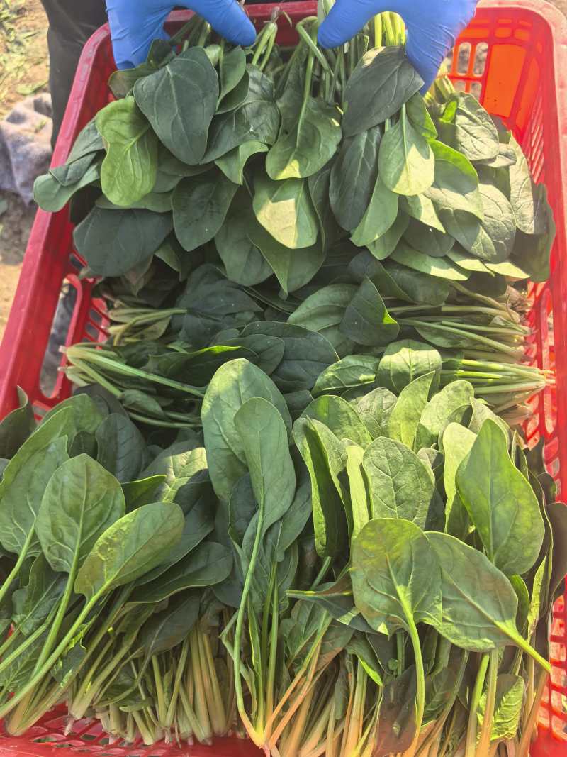 【热卖】大叶菠菜直供加商超档口产地一手货源按需包装