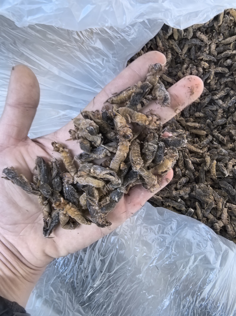 食用蝼蛄（一手货源）拉拉蛄酒店大排档跑江湖对接批发