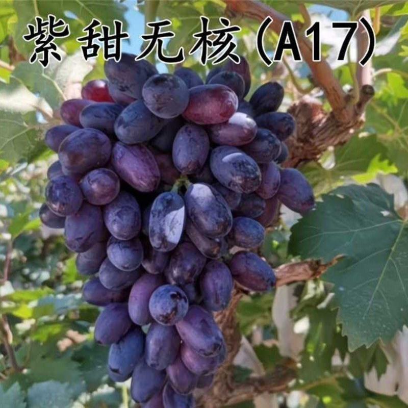 紫甜无核A17葡萄，产地直发，量大从优，欢迎老板视频看货