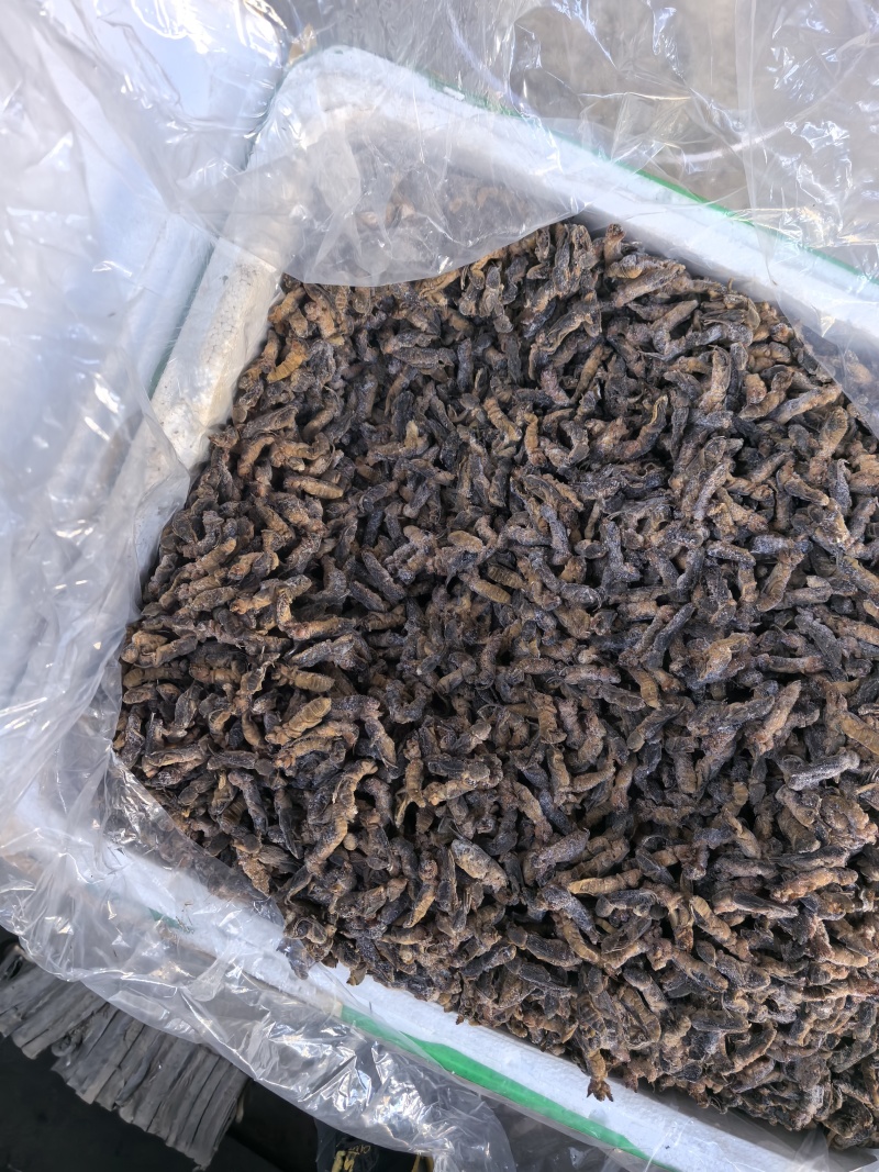 食用蝼蛄（一手货源）拉拉蛄酒店大排档跑江湖对接批发