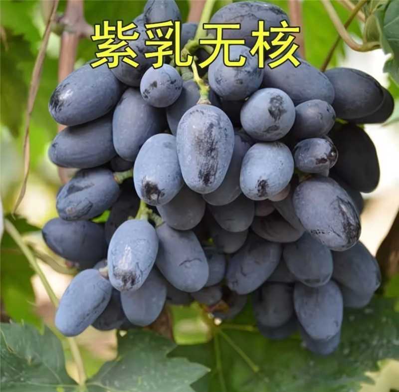 紫甜无核A17葡萄，产地直发，量大从优，欢迎老板视频看货