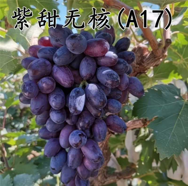 紫甜无核A17葡萄，产地直发，量大从优，欢迎老板视频看货