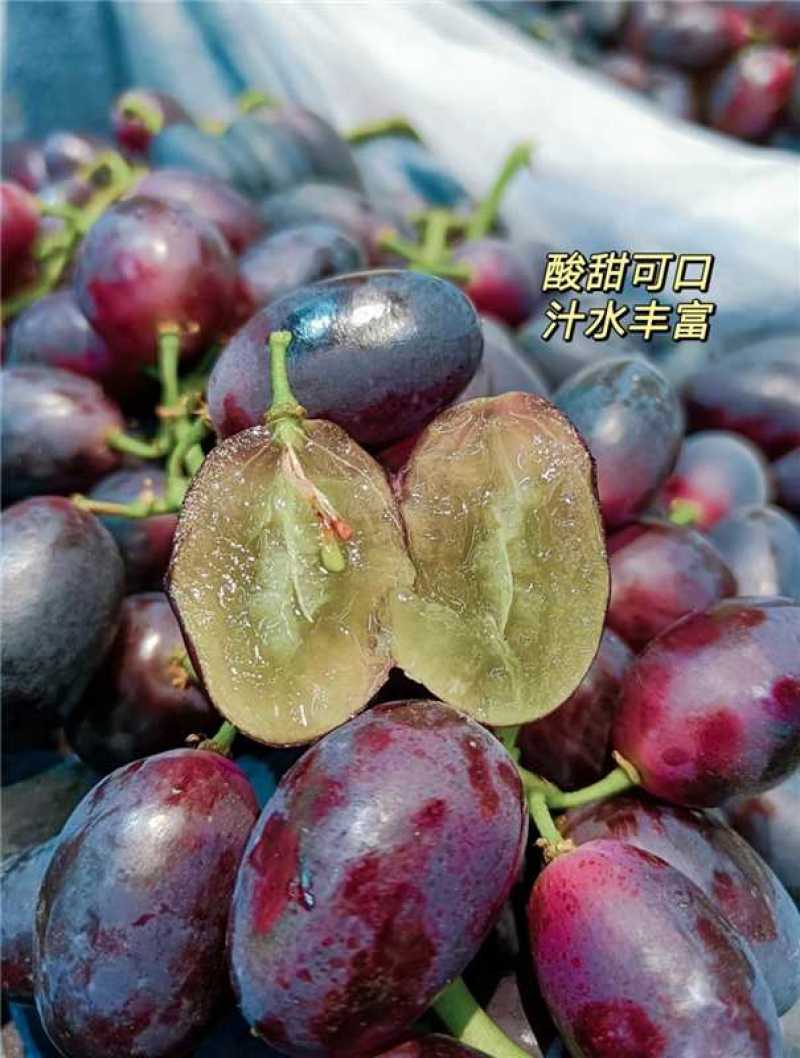 紫甜无核A17葡萄，产地直发，量大从优，欢迎老板视频看货