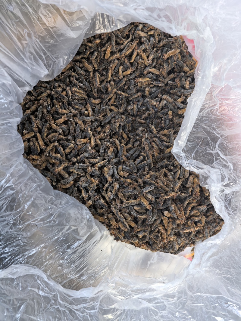 食用蝼蛄（一手货源）拉拉蛄酒店大排档跑江湖对接批发