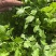 【精品】大叶优质香菜大量上市颜色鲜亮货源充足