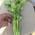 大叶香菜新鲜现采做工精细可发各地市场超市电商