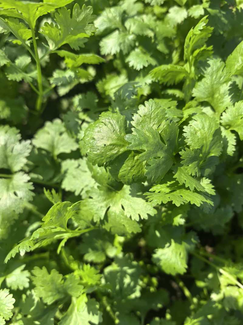 大叶香菜新鲜现采做工精细可发各地市场超市电商